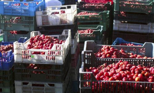 truskawki, skup trukawek, owoce miękkie, senacka komisja rolnictwa, Jacek Bogucki