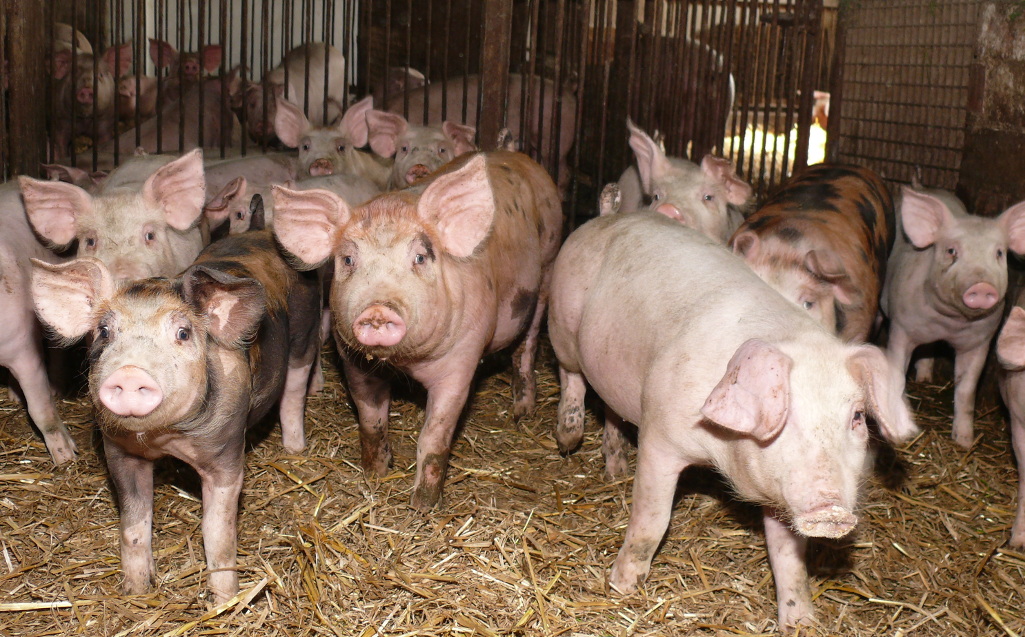 tuczniki produkcja Hiszpania