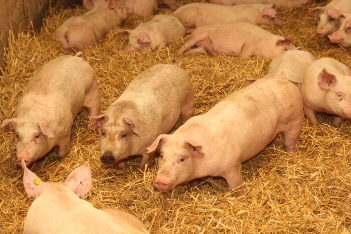 tuczniki, UE, wieprzowina, produkcja świń