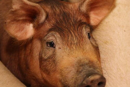 tuczniki, żywiec wieprzowy, trzoda chlewna, wietnam