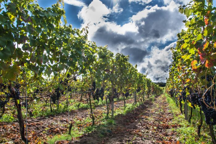 winiarz, producent wina, wino, wino z winogron