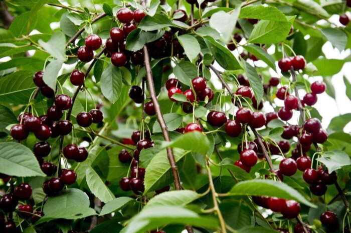 wiśnia, zbiory wiśni, sadownictwo, rynek owoców