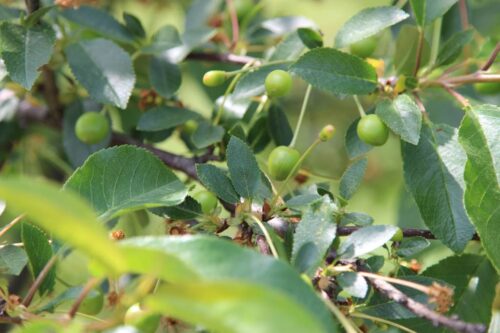 owoce, sad, sadownictwo, wiśnie, jabłka, czereśnie, gruszki, ochrona, Bayer