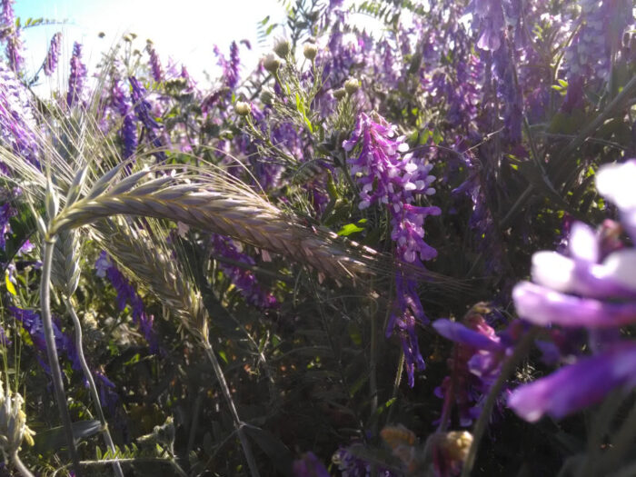 wyka ozima, mieszanka wyki z pszenżytem