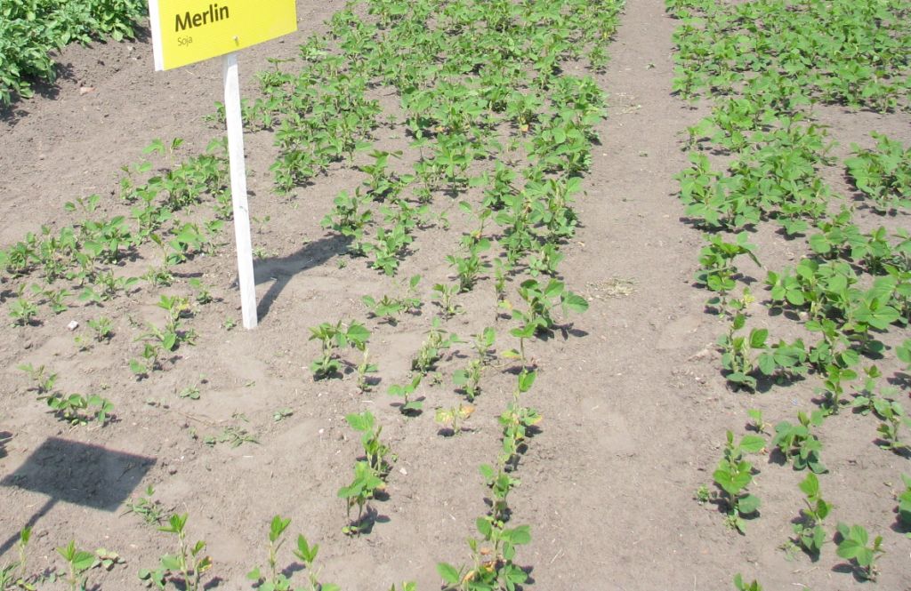 Dopłaty do roślin wysokobiałkowych, rośliny wysokobiałkowe, rpo, adam bodnar