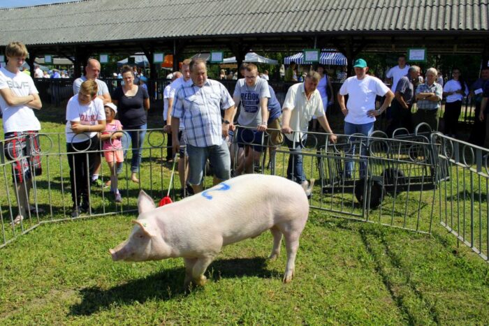 wystawa w Lubaniu, trzoda chlewna