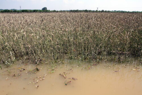 Fundusz Ochrony Dochodów Rolniczych, rekompensaty dla rolników, straty w rolnictwie