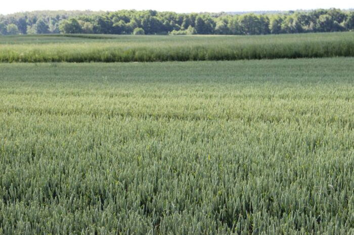 zboza_zbiory_prognozy_ierigz