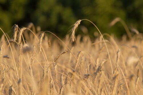 produkcja zbóż, zbiory zbóż, zboża, Krajowa Federacja Producentów Zbóż