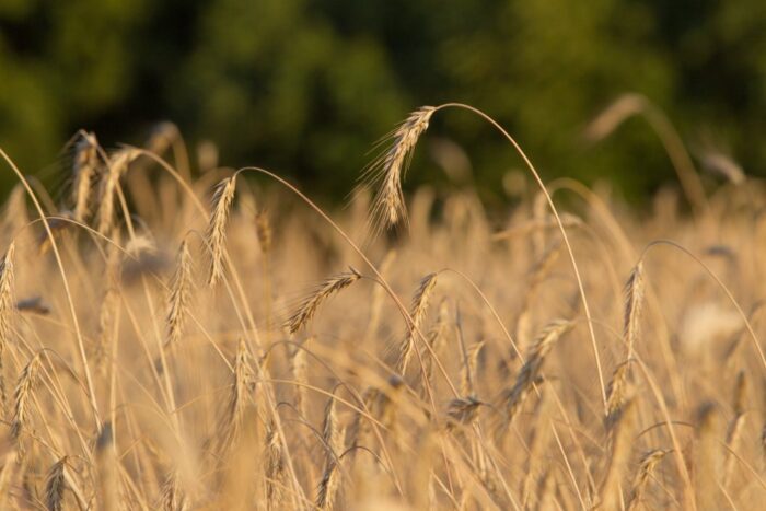 produkcja zbóż, zbiory zbóż, zboża, Krajowa Federacja Producentów Zbóż