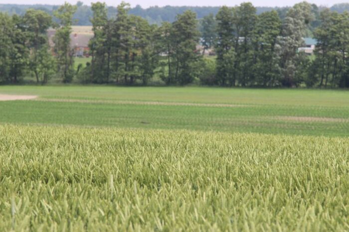 nawożenie, NIK, raport, gleba, uprawa, badanie gleby