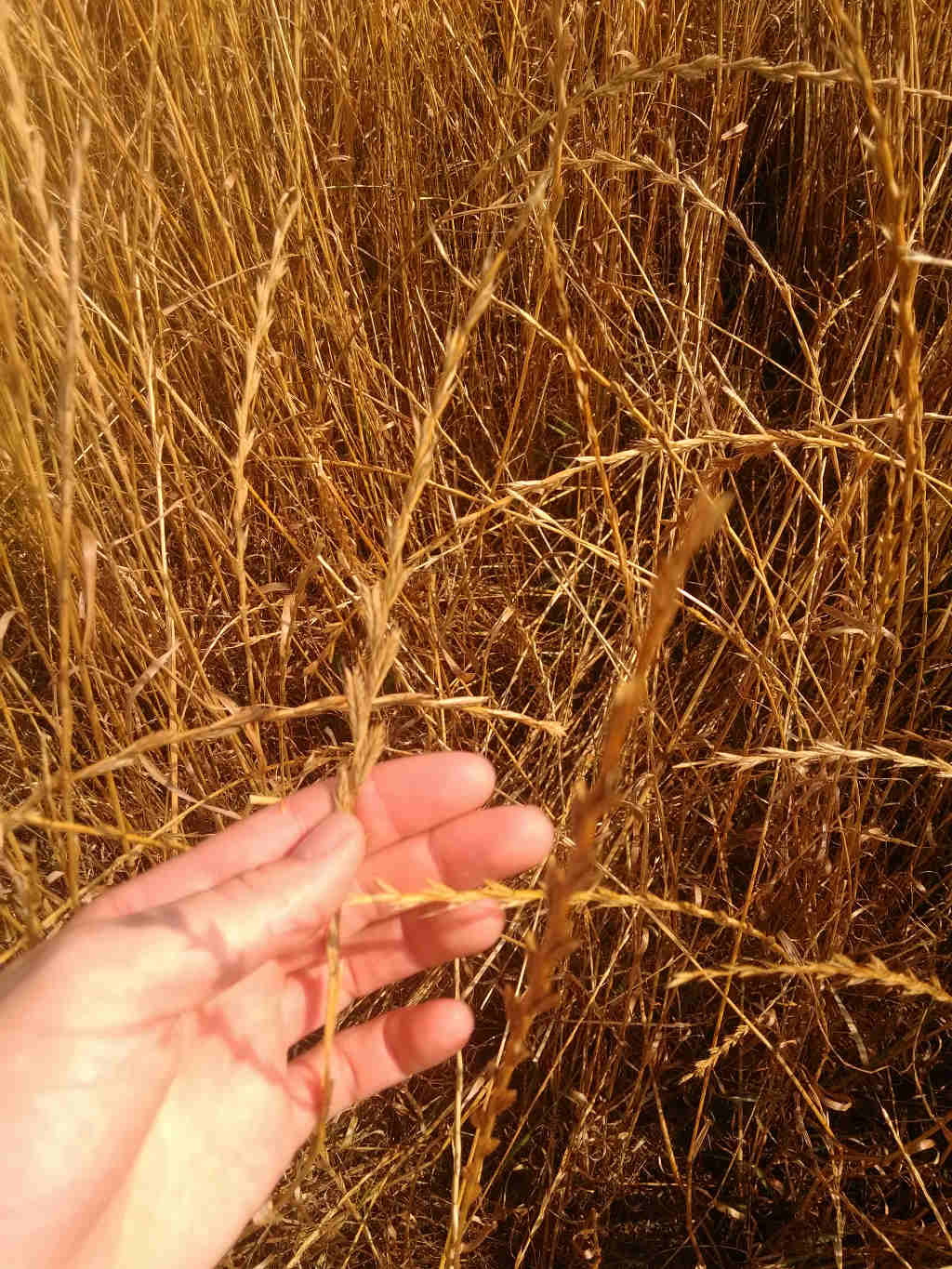 życica wielokwiatowa, plantacja