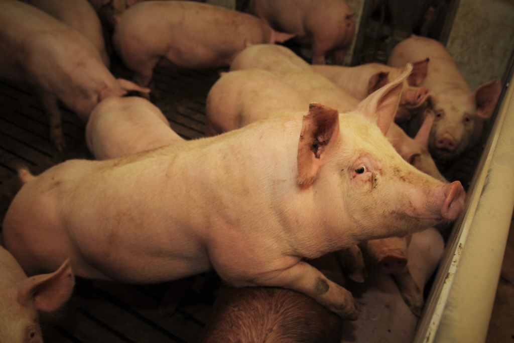 żywiec wieprzowy, Kanada, wieprzowina, tuczniki