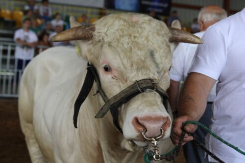 mięso, hormony wzrostu, umowa o bezcłowym handlu