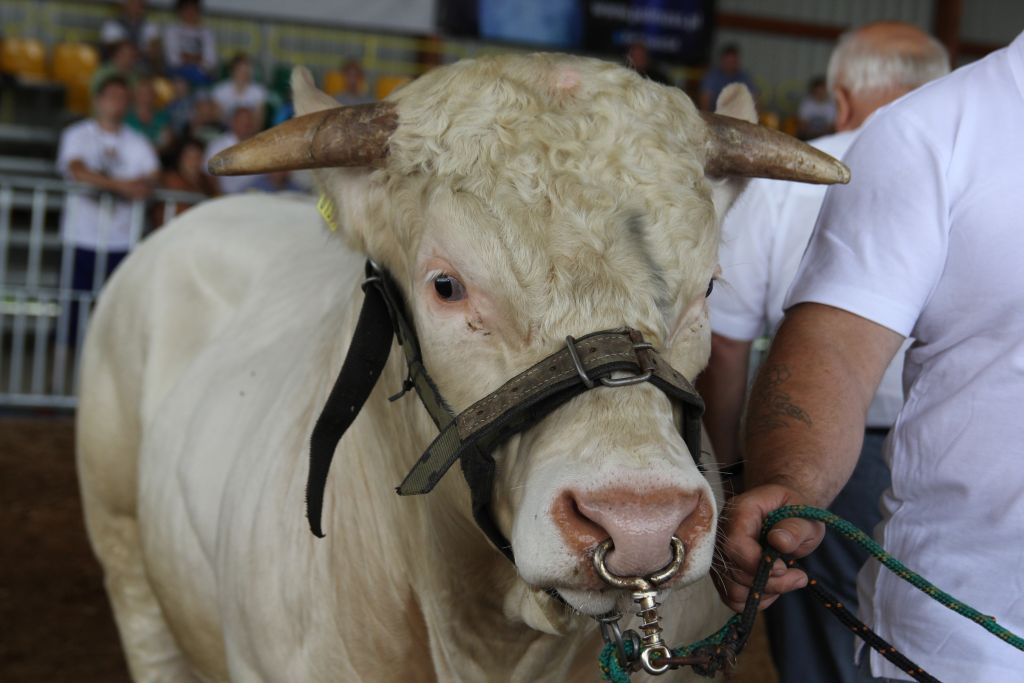 mięso, hormony wzrostu, umowa o bezcłowym handlu