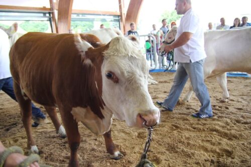 bydło mięsne, opasy, buhaj, jałówka