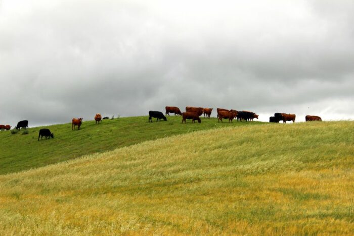 ubezpieczenia rolne, ubezpieczenie upraw, ubezpieczenie zwierząt, wsparcie dla rolnictwa, dopłaty z budżetu państwa