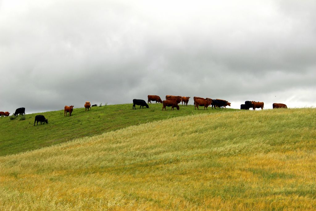 ubezpieczenia rolne, ubezpieczenie upraw, ubezpieczenie zwierząt, wsparcie dla rolnictwa, dopłaty z budżetu państwa