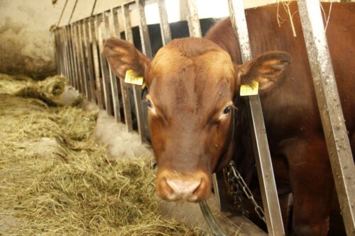 Obserwatorium Rynku Wołowiny
