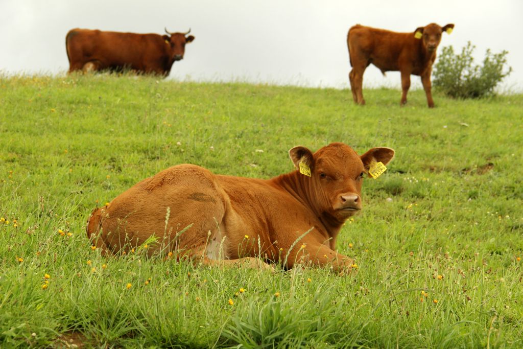 wołowina, rynek mięsa, ceny wołowiny, bydło, ceny bydła