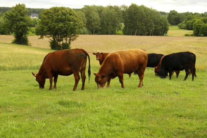 popyt na wołowinę rośnie, Unia Europejska