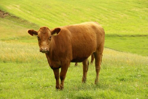 wołowina, rynek mięsa, ceny wołowiny, bydło, eksport wołowiny