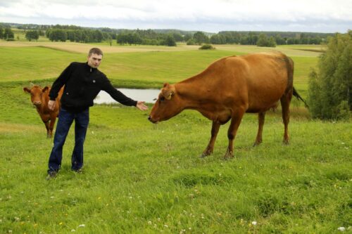 Angus, bydło mleczne, hodowla bydła