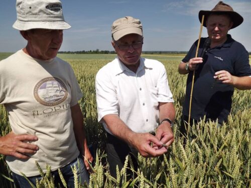 Dzień Pola w Bezku, COBORU, Bezek, nowe odmiany, rolnictwo, lubelskie, powiat chełmski