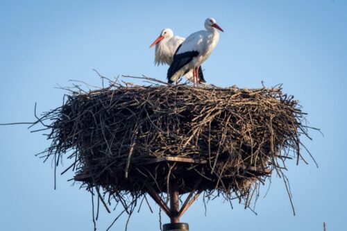 bocian, bocianie gniazdo, jacek betleja, Tauron Dystrybucja, akcja Bocian nasz