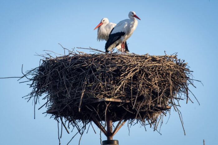 bocian, bocianie gniazdo, jacek betleja, Tauron Dystrybucja, akcja Bocian nasz