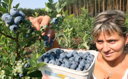 borówki, owoce sezonowe, borówka amerykańska, Dzień Polskiej Borówki, owoce