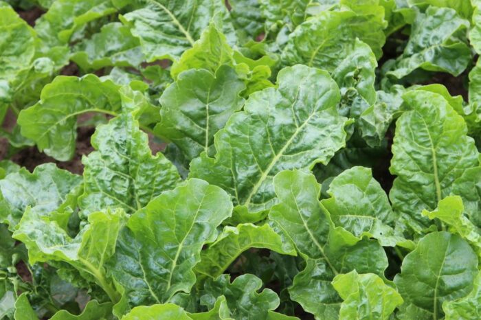 buraki cukrowe, cukier, produkcja, uprawa buraków, ministserstwo rolnictwa, Krzysztof Jurgiel