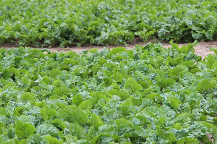 Ortus 05 SC, Sumi Agro Poland, przędziorek chmielowiec, nowa rejestracja