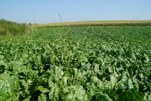 pośpiechy, burakochwasty, Brodzica