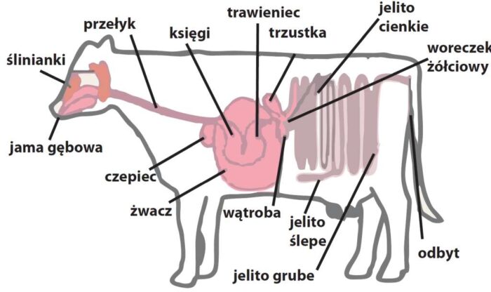 bydło, pomoc dla rolników, koronawirus, covid-19