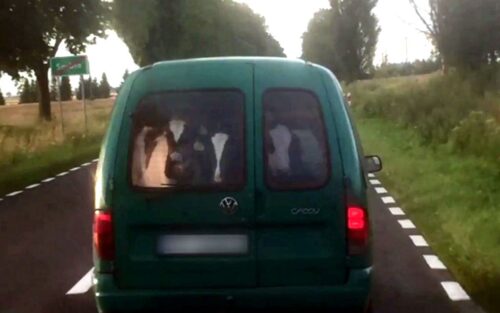 trzy cielaki w samochodzie, Czarnków,