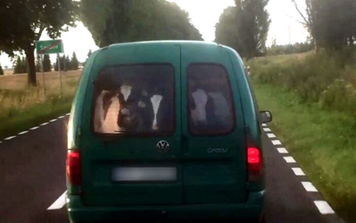trzy cielaki w samochodzie, Czarnków,