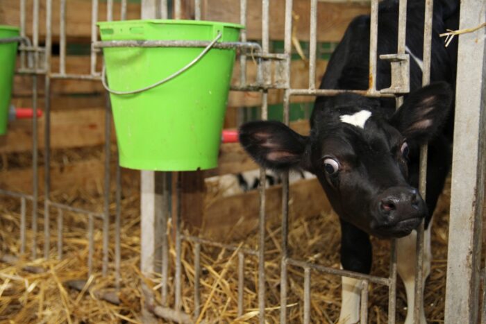 cielęta, nonGMO, mleko, starter