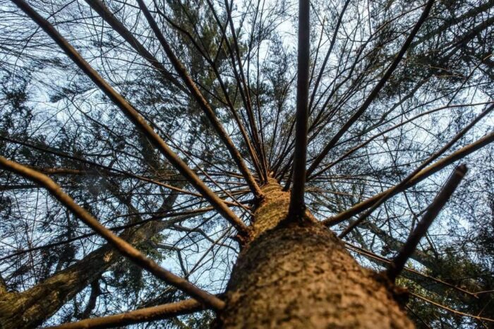 drzewa, Lasy Państowe, susza, zamieranie sosny, drzewostan, straty