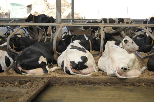 krowy mleczne, fundacja potulicka, kiszonka z traw, kiszonka z kukurydzy