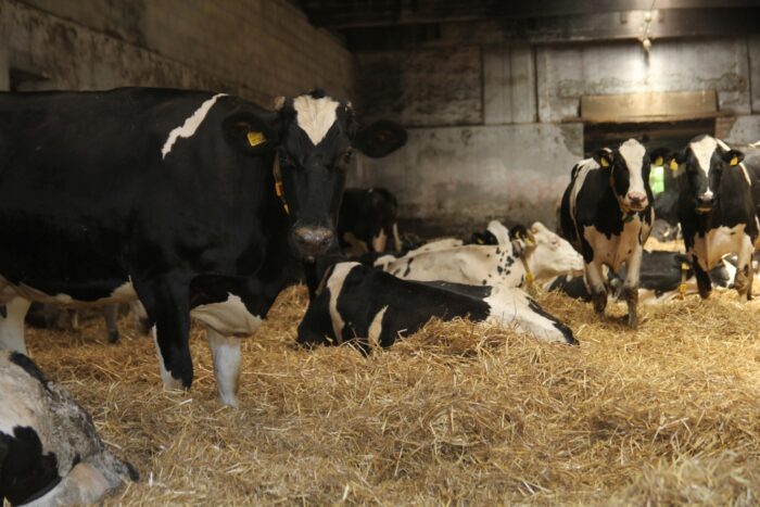 krowy mleczne, fundacja potulicka, kiszonka z traw, kiszonka z kukurydzy