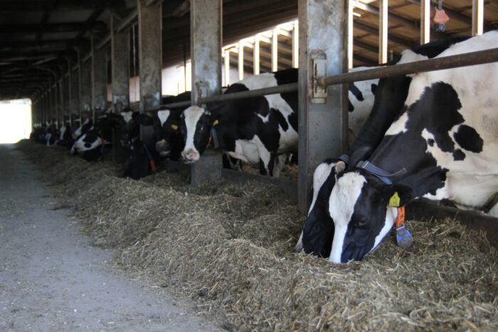 krowy mleczne, fundacja potulicka, kiszonka z traw, kiszonka z kukurydzy