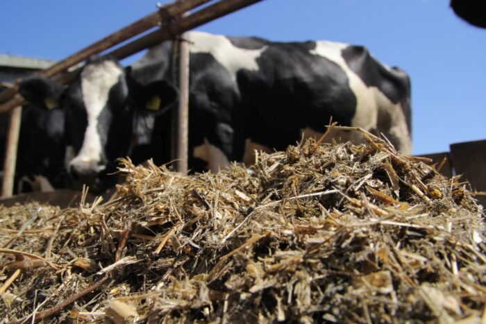 Blattin, intensywny odchów cieląt, żywienie bydła bez GMO, tłuszcze paszowe
