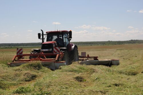 krowy mleczne, fundacja potulicka, kiszonka z traw, kiszonka z kukurydzy