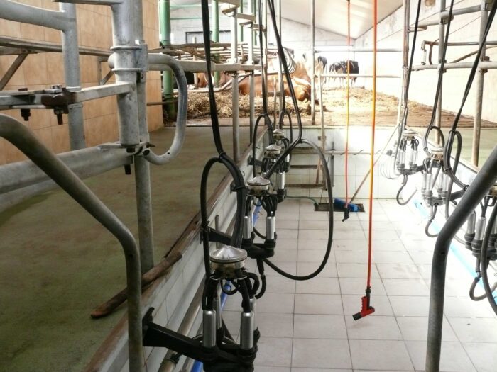 mleko, hala, dój, ceny mleka