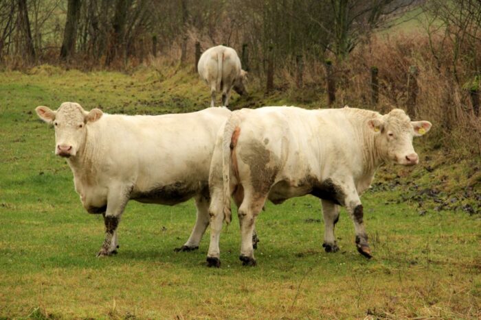 cena wołowiny, mięso wołowe