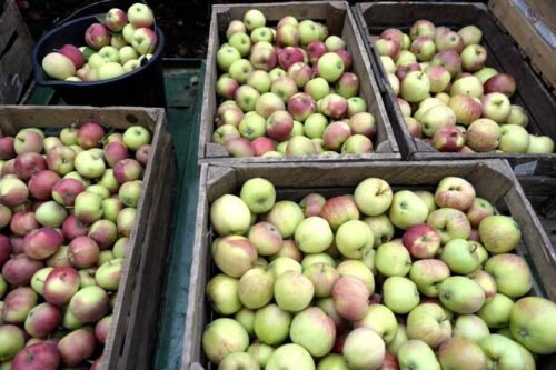 owoce, zbiory owoców, jabłka, Eberhard Makosz, Towarzystwo Rozwoju Sadów Karłowatych