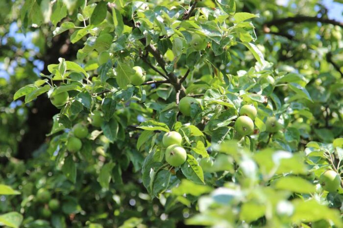 sadownictwo, sad, jabłoń, parch jabłoni, grad, straty w sadach, ZZO Warka