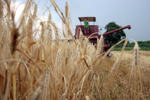 uprawa zbóz, Izrael, jęczmień, zboża, odkrycie naukowców