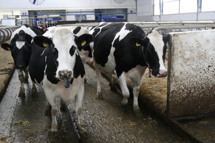 korowy pogłowie obora